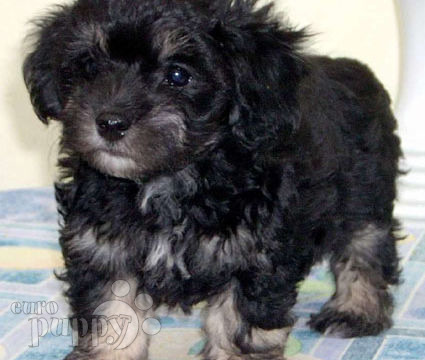 Seanary - Havanese, Euro Puppy review from United States