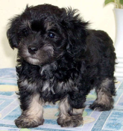 Seanary - Havanese, Euro Puppy review from United States