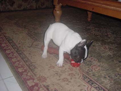 Oreo - Bulldog Francés, Referencias de Euro Puppy desde Germany