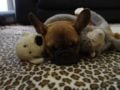 Chopper - French Bulldog, Euro Puppy review from United States