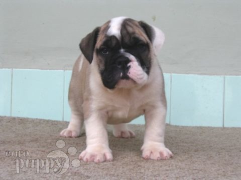 Windsor - Bulldogge, Euro Puppy review from United States