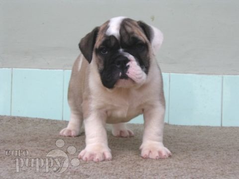 Windsor - Bulldog, Referencias de Euro Puppy desde United States