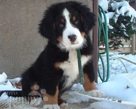 Parker & Stanley - Bernese Mountain Dog, Euro Puppy review from United States