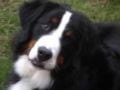 Parker & Stanley - Bernese Mountain Dog, Euro Puppy review from United States