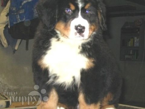 Zane - Bernese Mountain Dog, Euro Puppy review from United States