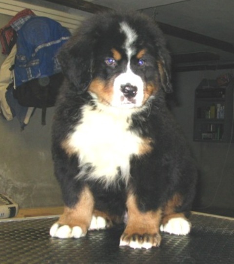 Zane - Bernese Mountain Dog, Euro Puppy review from United States