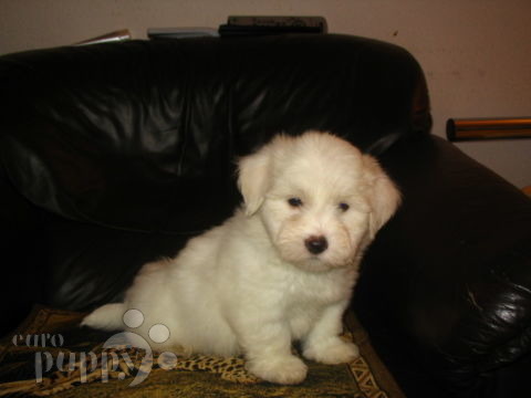 Isabella - Coton de Tulear, Euro Puppy review from United States