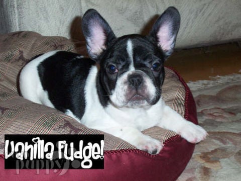 Vanilla - Bulldog Francés, Euro Puppy review from United States