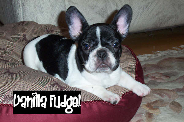 Vanilla - Französische Bulldogge, Euro Puppy Referenzen aus United States