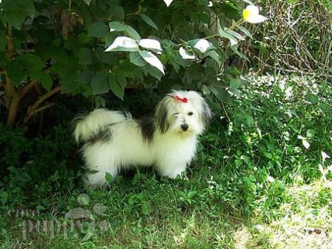Brooklyn - Coton de Tulear, Euro Puppy review from United States