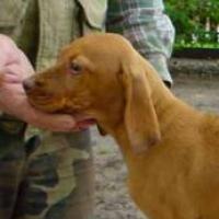 Lily Ann - Hungarian Vizsla, Euro Puppy review from United States