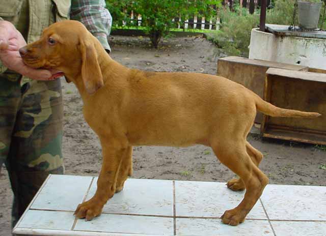 Lily Ann - Hungarian Vizsla, Euro Puppy review from United States
