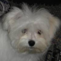 “The Prince” Dante - Maltese, Euro Puppy review from Germany