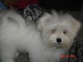 “The Prince” Dante - Malteser, Euro Puppy Referenzen aus Germany