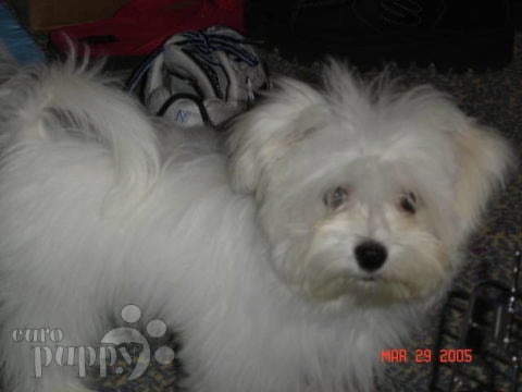 “The Prince” Dante - Maltese, Euro Puppy review from Germany