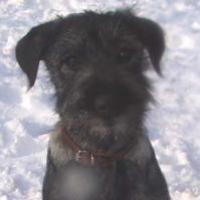 Elf - Standard Schnauzer, Euro Puppy review from United States