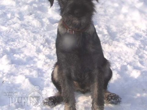 Elf - Schnauzer, Euro Puppy review from United States