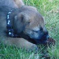 Wiley - Border Terrier, Euro Puppy review from United States