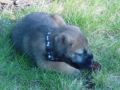 Wiley - Border Terrier, Referencias de Euro Puppy desde United States