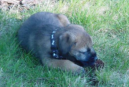 Wiley - Border Terrier, Euro Puppy review from United States