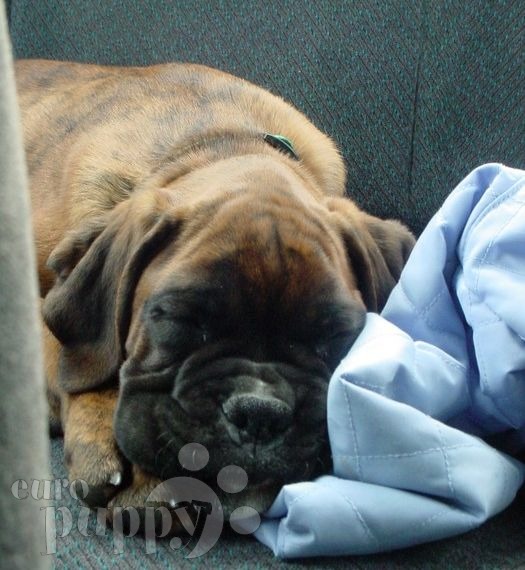 Martin - Boxer, Euro Puppy review from United States