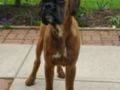 Martin - Boxer, Euro Puppy review from United States