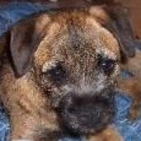 Avalon - Border Terrier, Euro Puppy Referenzen aus United States