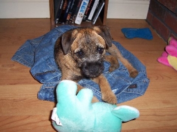 Avalon - Border Terrier, Euro Puppy review from United States