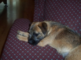 Avalon - Border Terrier, Euro Puppy Referenzen aus United States