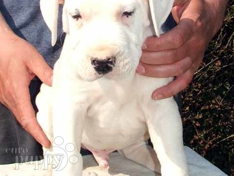 Diego - Argentinian Mastiff, Euro Puppy review from United States