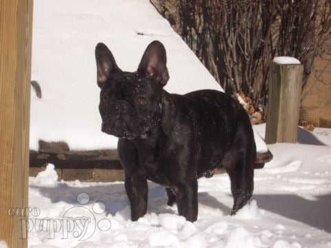 Athos, Nahka - French Bulldog, Euro Puppy review from United States