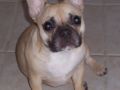 Athos, Nahka - French Bulldog, Euro Puppy review from United States