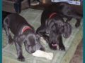Angelus - Great Dane, Euro Puppy review from United States