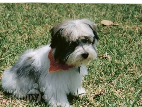 Artemus - Havanese, Euro Puppy review from United States