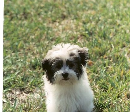 Artemus - Havanese, Euro Puppy review from United States