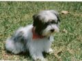 Artemus - Havanese, Euro Puppy review from United States