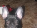 Black Pearl - Französische Bulldogge, Euro Puppy Referenzen aus United States