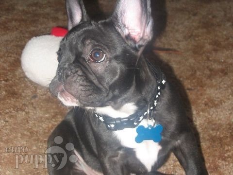 Black Pearl - Bulldog Francés, Euro Puppy review from United States