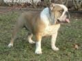 Bella - Bulldogge, Euro Puppy Referenzen aus United States