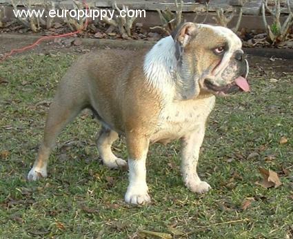 Bella - Bulldogge, Euro Puppy Referenzen aus United States