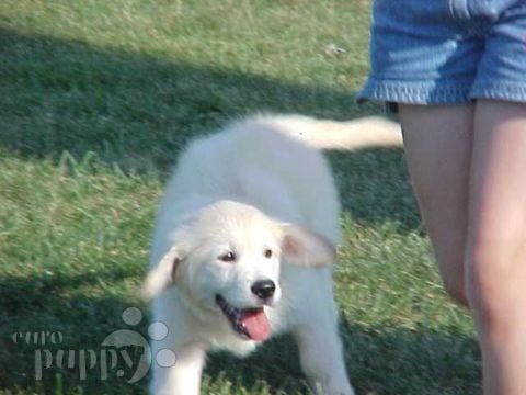 Montgomery - Golden Retriever, Euro Puppy review from United States