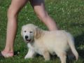 Montgomery - Golden Retriever, Euro Puppy review from United States