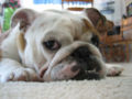 Nacho - Bulldogge, Euro Puppy review from United States