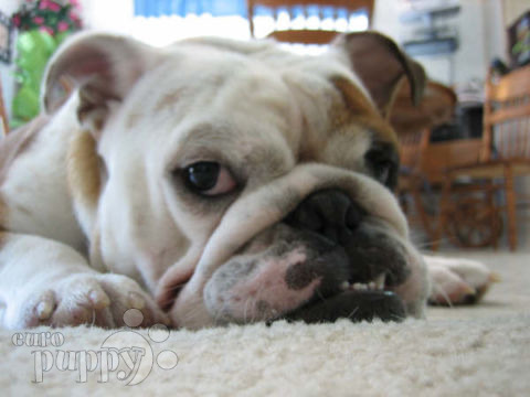 Nacho - Bulldog, Euro Puppy review from United States