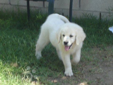 Bella Mia - Golden Retriever, Euro Puppy review from United States