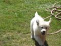 Bella Mia - Golden Retriever, Euro Puppy Referenzen aus United States
