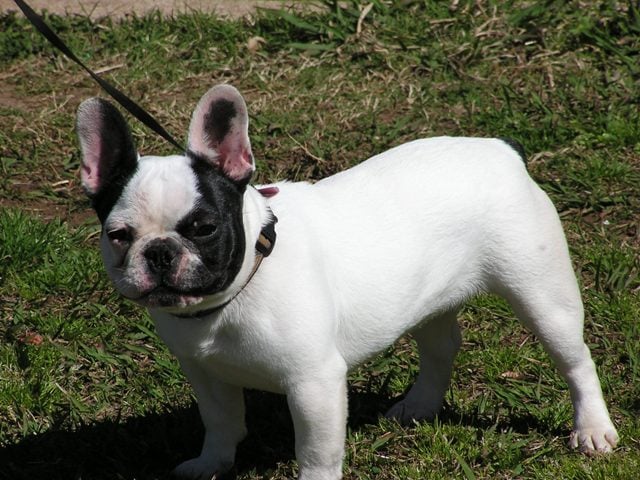 Blanche - French Bulldog, Euro Puppy review from United States
