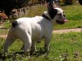 Blanche - Bulldog Francés, Euro Puppy review from United States