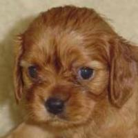 Panda - Cavalier King Charles, Referencias de Euro Puppy desde United States