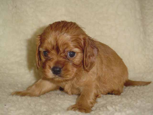 Panda - Cavalier King Charles Spaniel, Euro Puppy review from United States